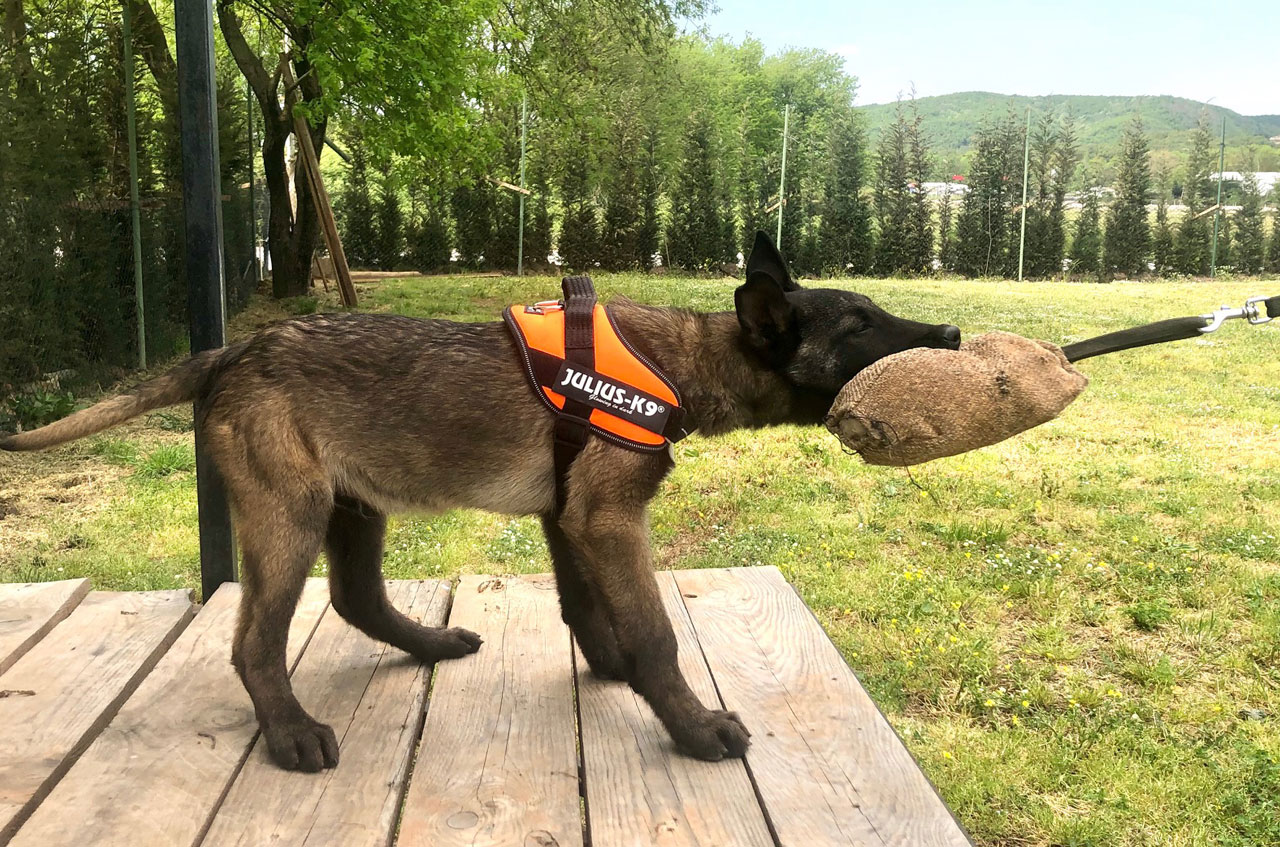 köpek eğitimi